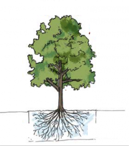 arbre seul