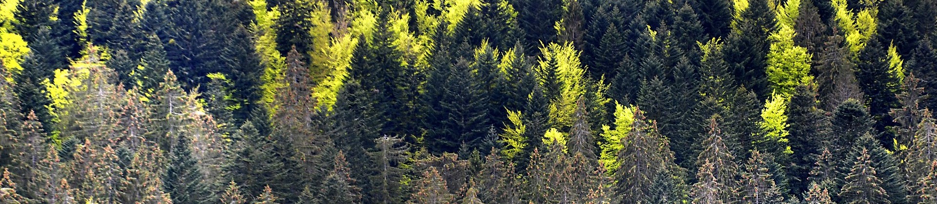 Arbres et changement climatique: quel avenir pour nos forets ?